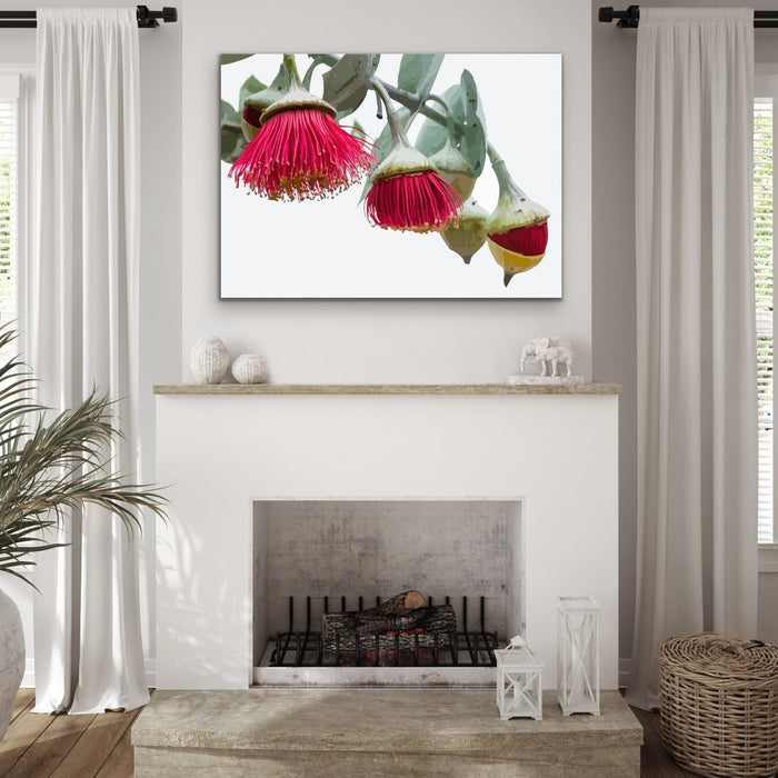 Gumnut Blossoms - Australian Native Flower Original Artwork Canvas or Art Print