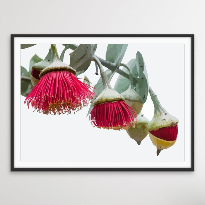 Gumnut Blossoms - Australian Native Flower Original Artwork Canvas or Art Print