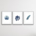 Hamptons Blue Monstera - Three Piece Watercolour Hamptons Blue Print Set, Wall Art, Ozark Home 