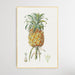 Hand Drawn Pineapple - Vintage Pineapple Print, Wall Art, Ozark Home 