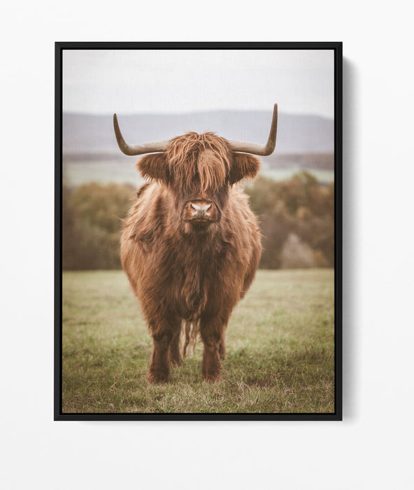 Highlander The Second - Highland Cow Stretched Canvas Wall Art Print