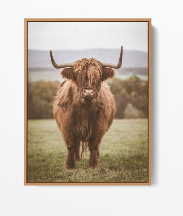 Highlander The Second - Highland Cow Stretched Canvas Wall Art Print