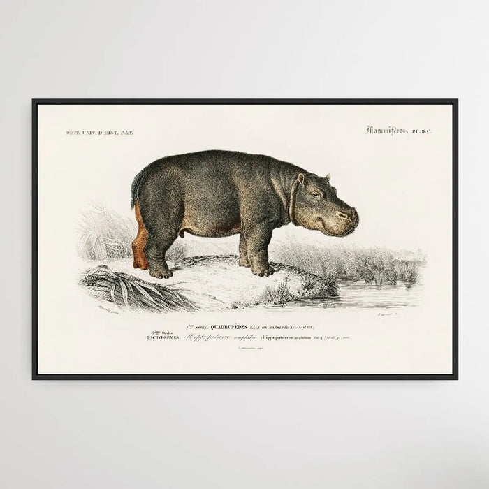 Hippopotame Amphibie by Charles Dessalines D' Orbigny (1806-1876), Wall Art, Ozark Home 