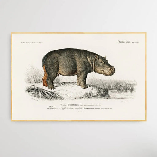 Hippopotame Amphibie by Charles Dessalines D' Orbigny (1806-1876), Wall Art, Ozark Home 