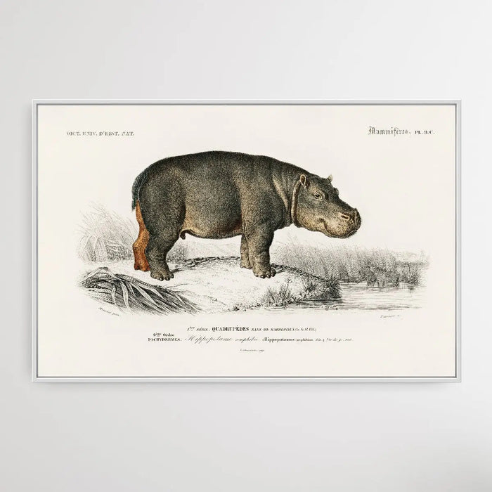 Hippopotame Amphibie by Charles Dessalines D' Orbigny (1806-1876), Wall Art, Ozark Home 