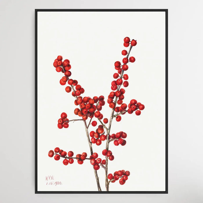 Ilex verticillata (1920) by Mary Vaux Walcott