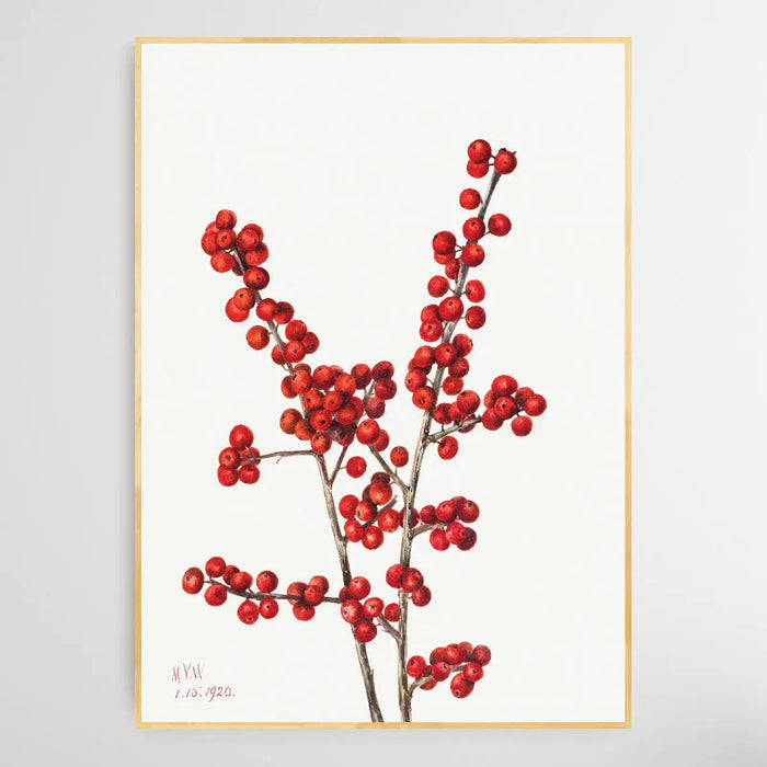 Ilex verticillata (1920) by Mary Vaux Walcott