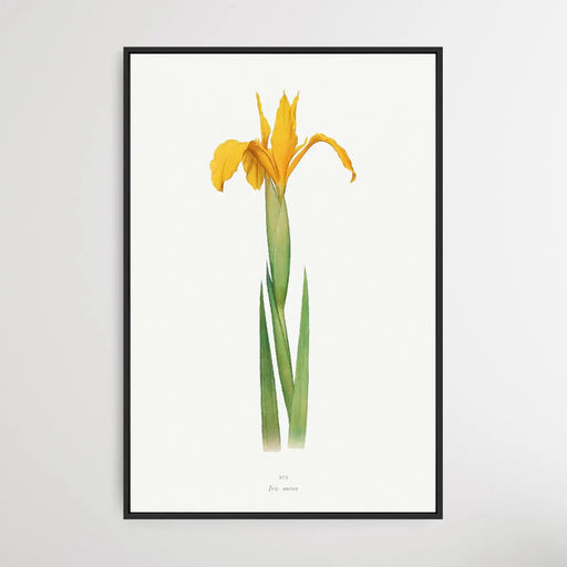 Iris Aurea (1913) by William Rickatson Dykes, Wall Art, Ozark Home 