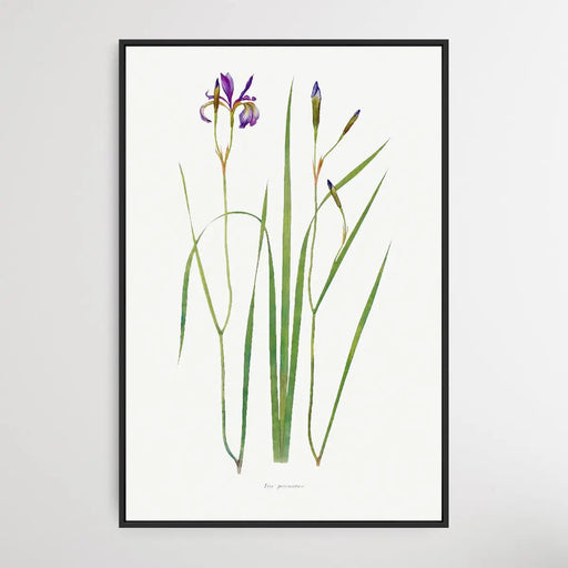 Iris Prismatica (1913) by William Rickatson Dykes, Wall Art, Ozark Home 