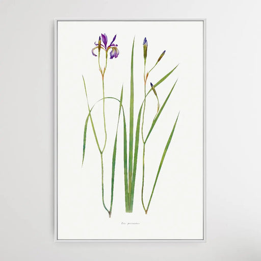 Iris Prismatica (1913) by William Rickatson Dykes, Wall Art, Ozark Home 