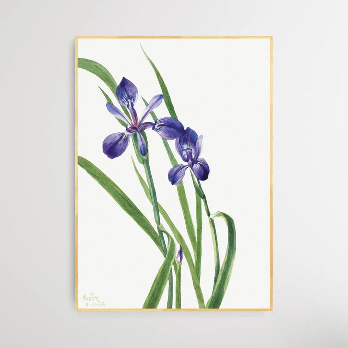 Iris Species (1939) by Mary Vaux Walcott, Wall Art, Ozark Home 