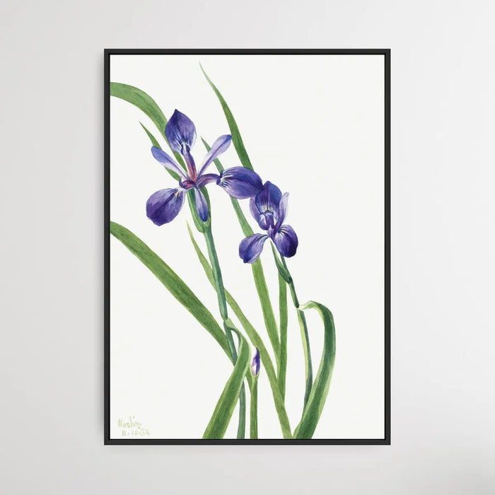 Iris Species (1939) by Mary Vaux Walcott, Wall Art, Ozark Home 