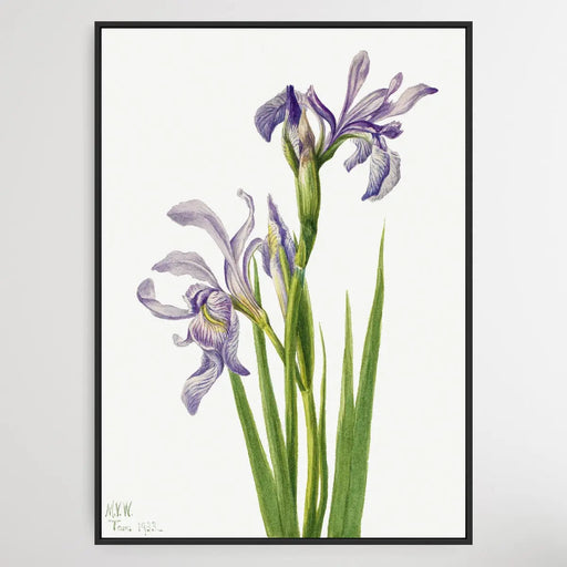 Iris missouriensis (1933) by Mary Vaux Walcott, Wall Art, Ozark Home 