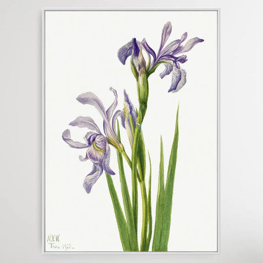 Iris missouriensis (1933) by Mary Vaux Walcott, Wall Art, Ozark Home 