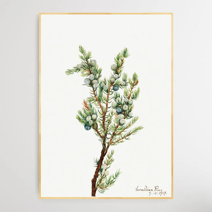 Juniperus sibirica (1917) by Mary Vaux Walcott