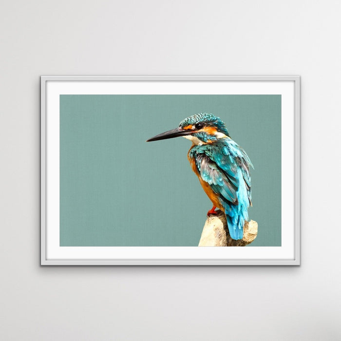 Kingfisher- Turquoise Australian Bird Canvas And Art Print, Wall Art, Ozark Home 