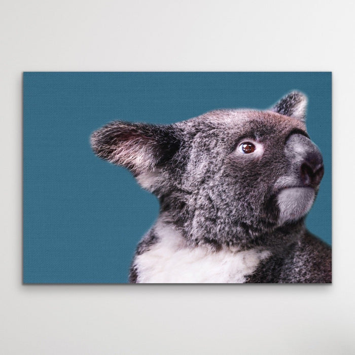 Koala Blue - Koala On Blue Linen Background Stretched Canvas or Art Print