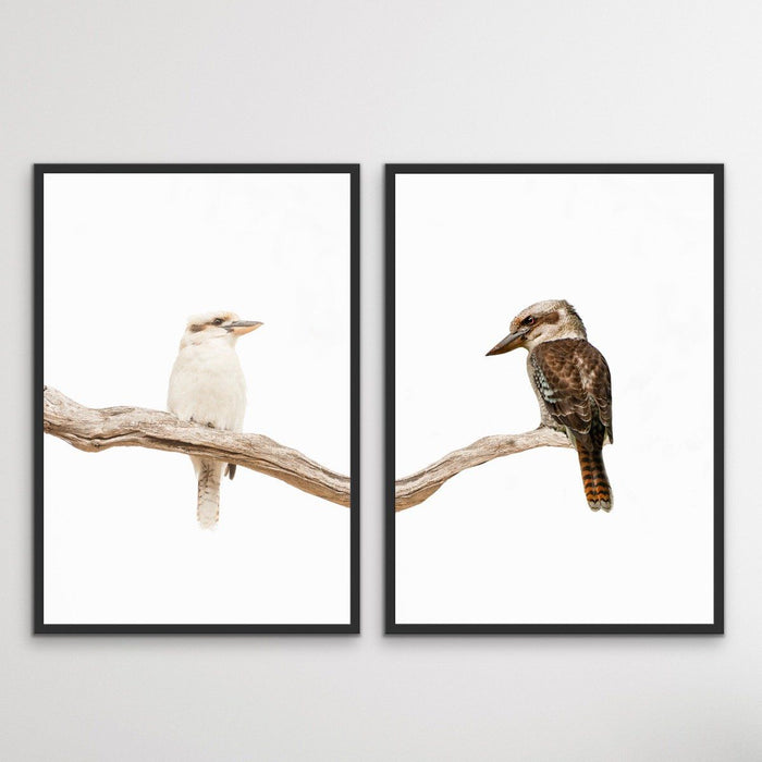 Kookaburra Pair - Two Piece Kookaburra Photographic Print Set on White, Wall Art, Ozark Home 