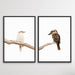 Kookaburra Pair - Two Piece Kookaburra Photographic Print Set on White, Wall Art, Ozark Home 