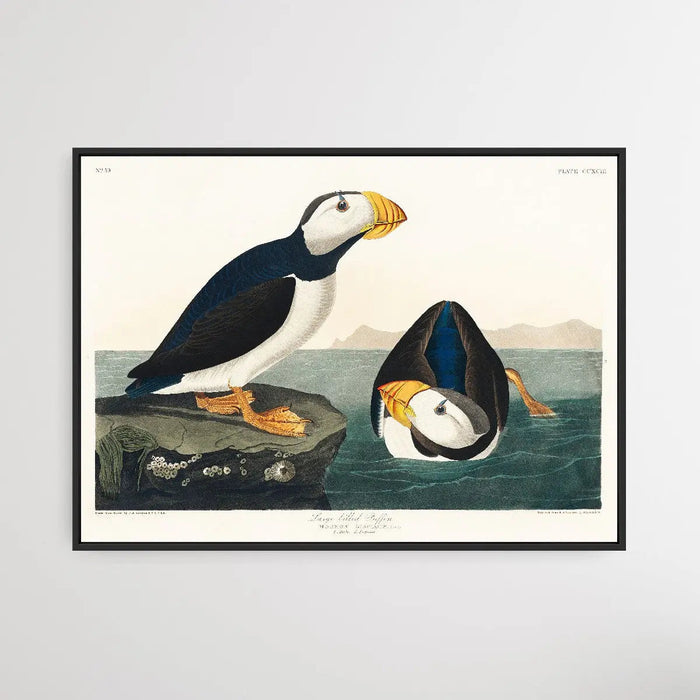 Large-billed Puffin (1827) by John James Audubon