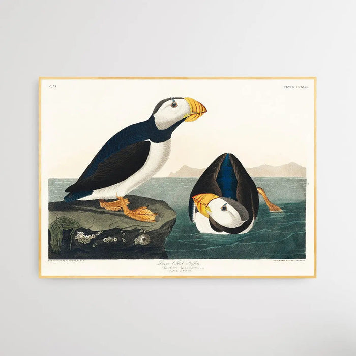 Large-billed Puffin (1827) by John James Audubon