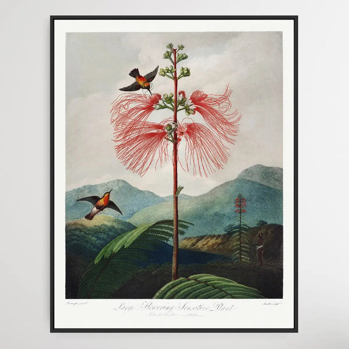 Large Flowering Sensitive Plant (1807) by Robert John Thornton, Wall Art, Ozark Home 