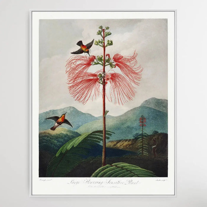 Large Flowering Sensitive Plant (1807) by Robert John Thornton, Wall Art, Ozark Home 