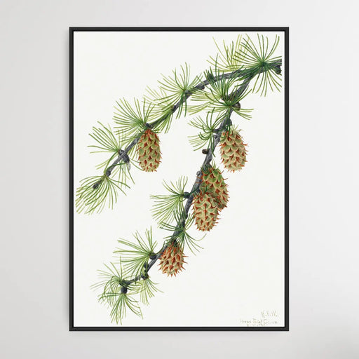 Larix Occidentalis (1923) by Mary Vaux Walcott, Wall Art, Ozark Home 