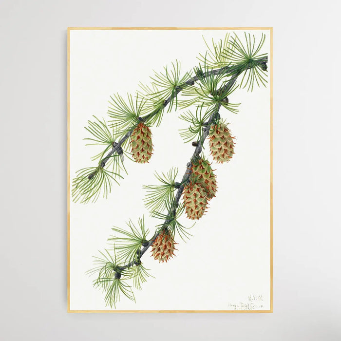 Larix Occidentalis (1923) by Mary Vaux Walcott, Wall Art, Ozark Home 