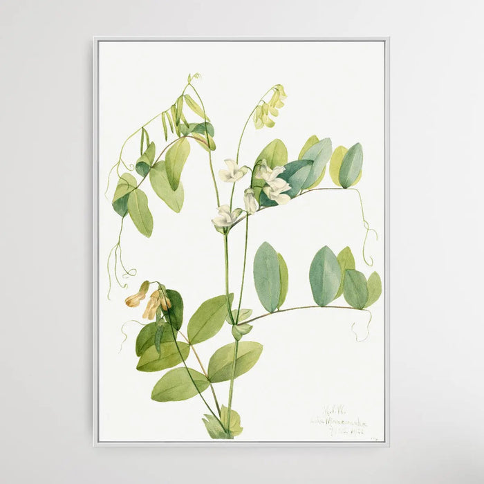 Lathyrus Ochroleucus (1920) by Mary Vaux Walcott, Wall Art, Ozark Home 