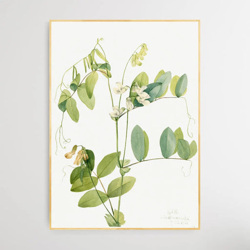 Lathyrus Ochroleucus (1920) by Mary Vaux Walcott, Wall Art, Ozark Home 