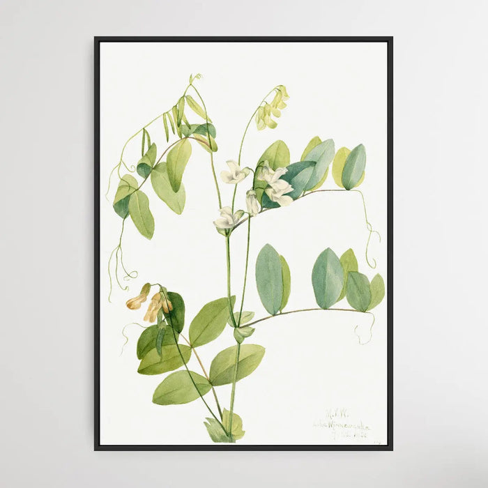 Lathyrus Ochroleucus (1920) by Mary Vaux Walcott, Wall Art, Ozark Home 