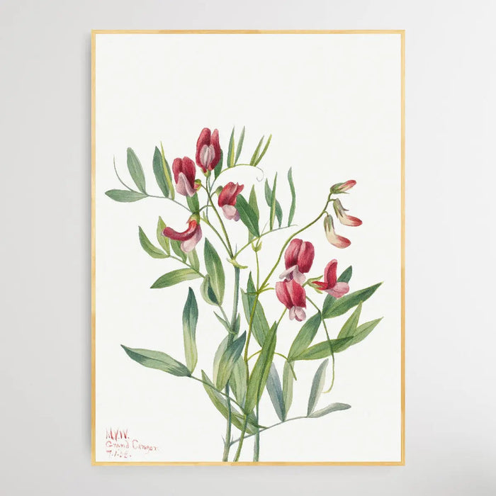 Lathyrus decaphyllus (1938) by Mary Vaux Walcott