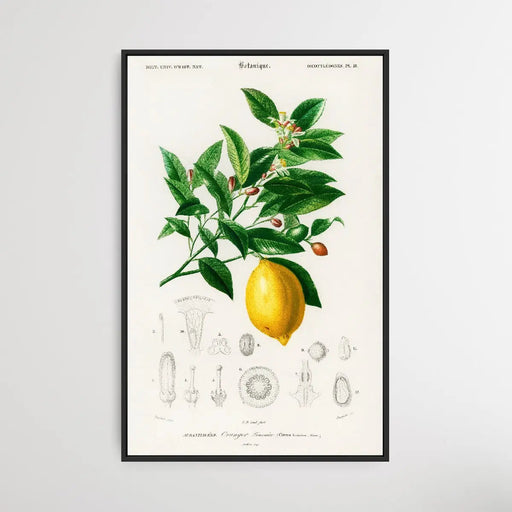 Lemon by Charles Dessalines D' Orbigny (1806-1876), Wall Art, Ozark Home 