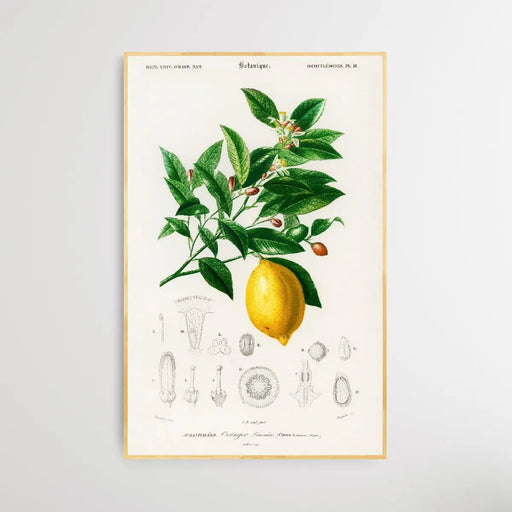 Lemon by Charles Dessalines D' Orbigny (1806-1876), Wall Art, Ozark Home 