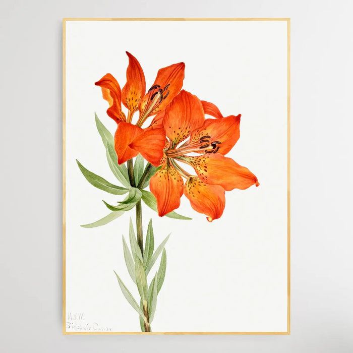 Lilium montanum (1923) by Mary Vaux Walcott