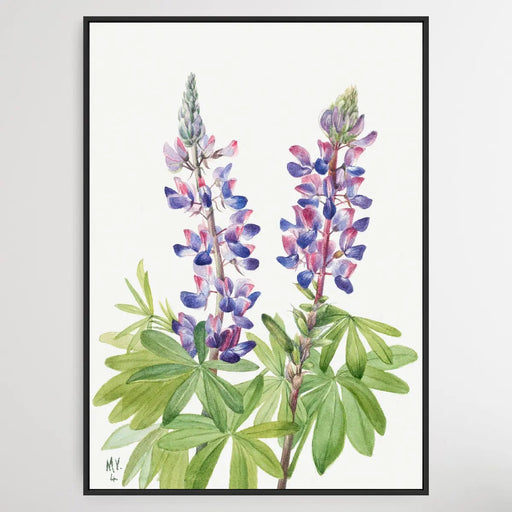 Lupinus fornosus (1935) by Mary Vaux Walcott, Wall Art, Ozark Home 