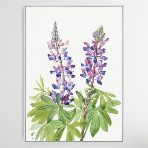 Lupinus fornosus (1935) by Mary Vaux Walcott, Wall Art, Ozark Home 