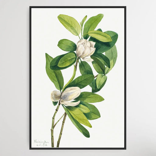 Magnolia virginiana (1918) by Mary Vaux Walcott, Wall Art, Ozark Home 