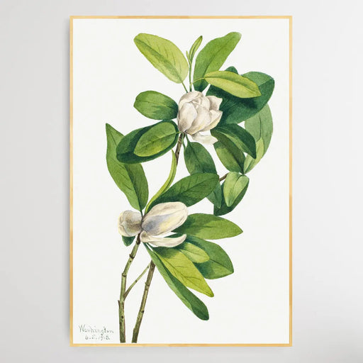 Magnolia virginiana (1918) by Mary Vaux Walcott, Wall Art, Ozark Home 