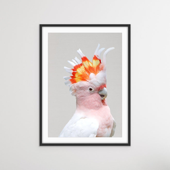 Major Mitchells Cockatoo (Leadbeater) Pink Cockatoo Canvas Wall Art Prints