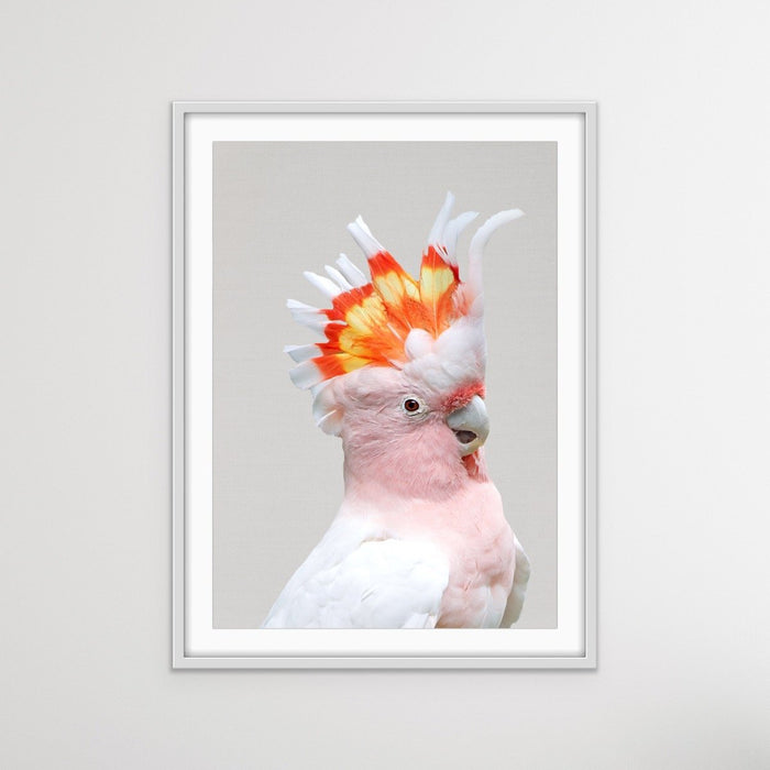 Major Mitchells Cockatoo (Leadbeater) Pink Cockatoo Canvas Wall Art Prints