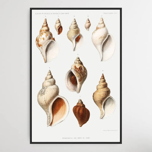 Molluscs of the Northern Seas by Albert I, Wall Art, Ozark Home 