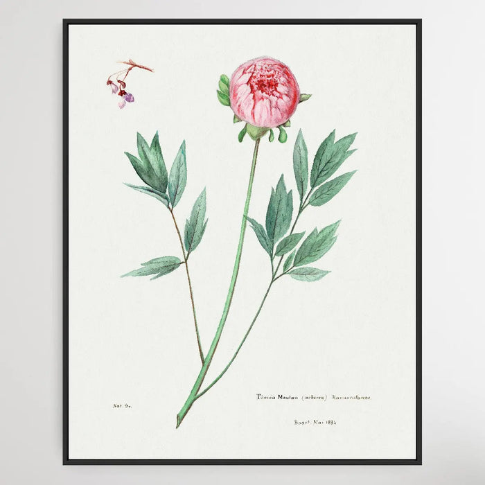 Moutan peony, Wall Art, Ozark Home 