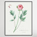 Moutan peony, Wall Art, Ozark Home 