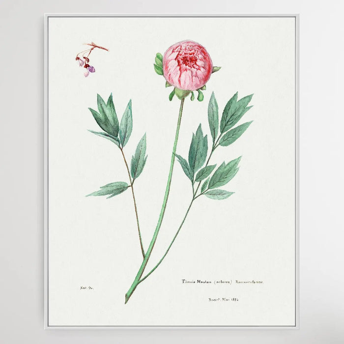 Moutan peony, Wall Art, Ozark Home 