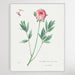 Moutan peony, Wall Art, Ozark Home 