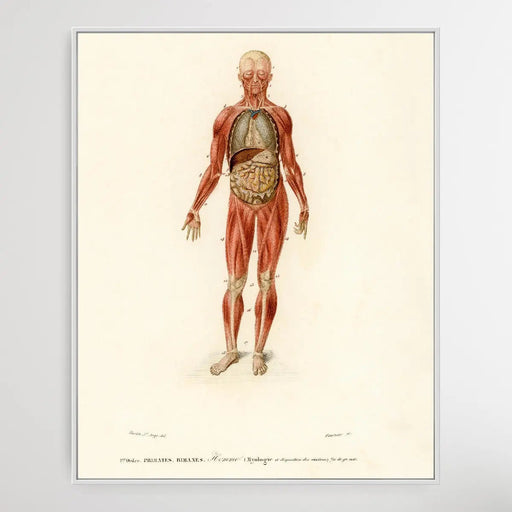 Myology and disposition of the viscera by Charles Dessalines D' Orbigny (1806-1876), Wall Art, Ozark Home 