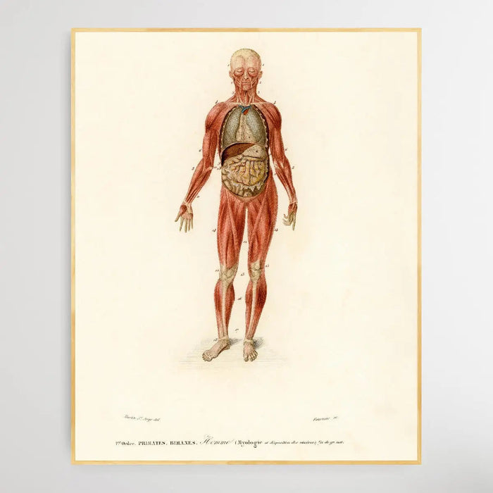 Myology and disposition of the viscera by Charles Dessalines D' Orbigny (1806-1876), Wall Art, Ozark Home 