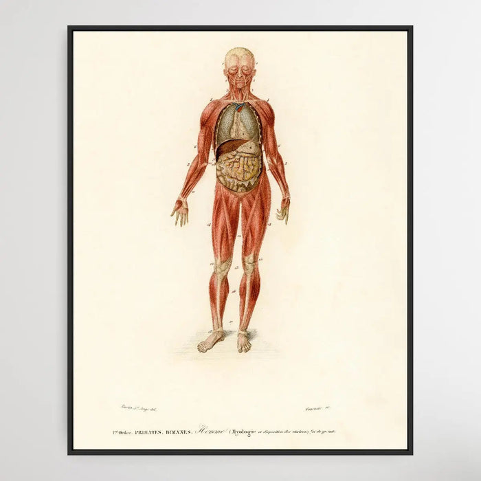 Myology and disposition of the viscera by Charles Dessalines D' Orbigny (1806-1876), Wall Art, Ozark Home 